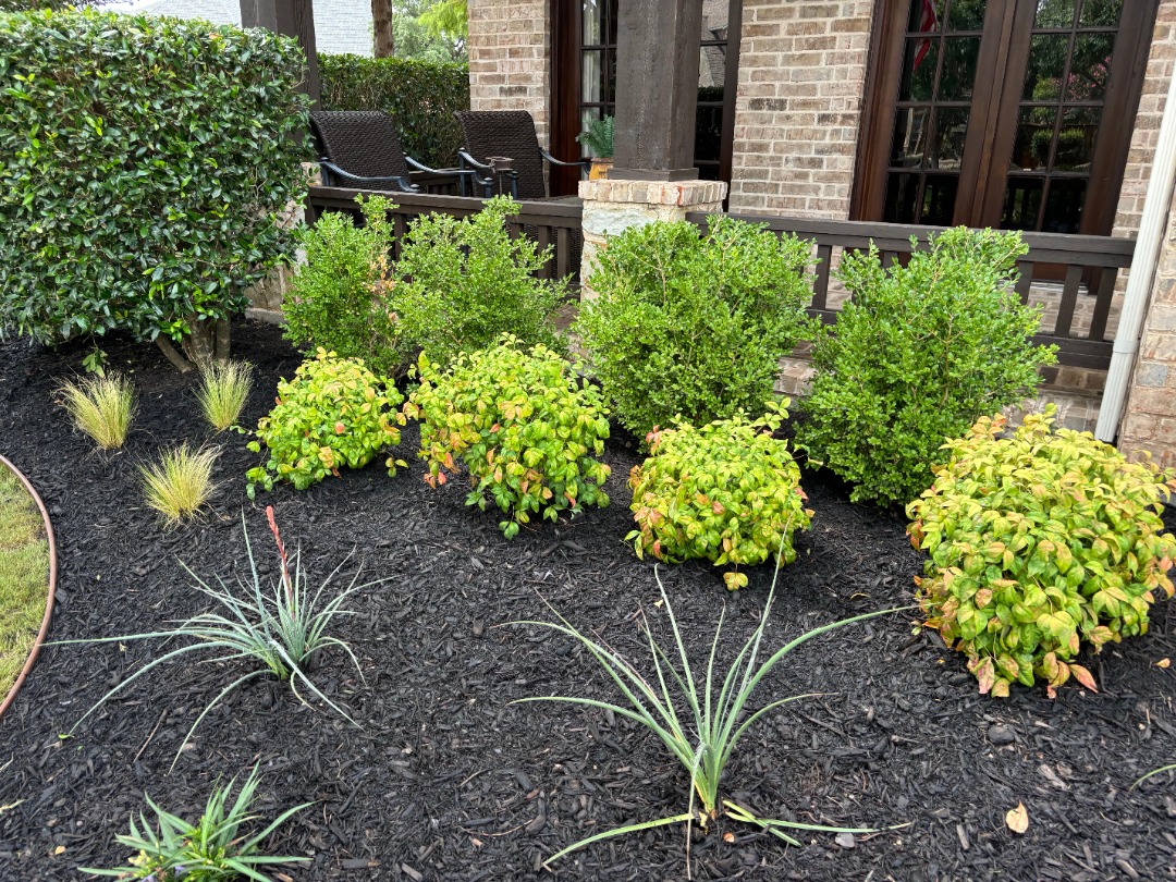 Front yard landscaping with green shrubs, ornamental grasses, and black mulch in front of a brick home with a covered porch.