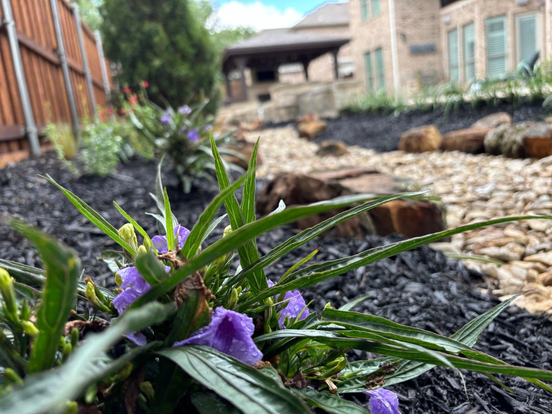 Close-up of purple flowers and black mulch in a landscaped backyard with a stone pathway leading to a covered patio area.