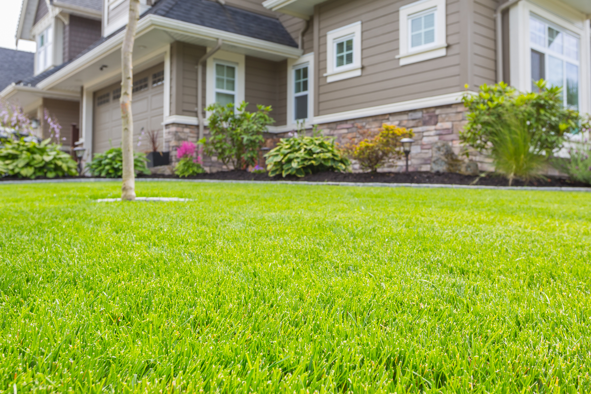 Nicely,Trimmed,Front,Yard,With,Green,Grass,In,Front,Of A lush green lawn up close shot.