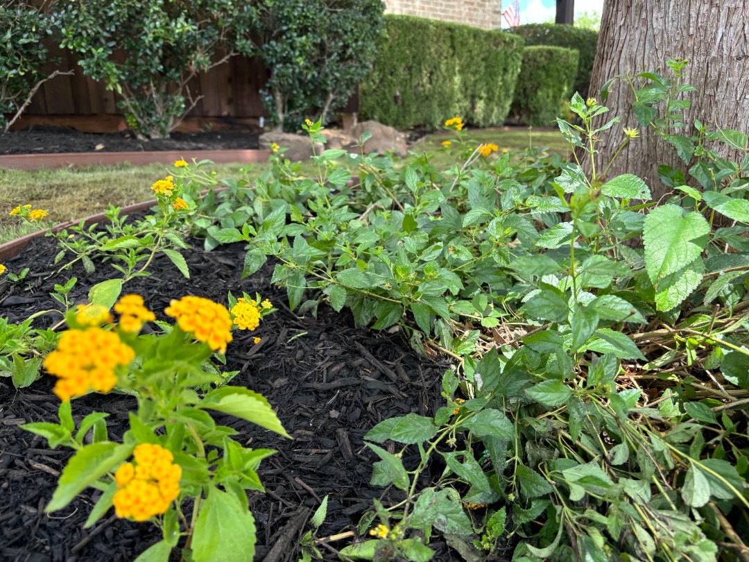 Close-up of yellow lantana flowers and leafy green stems growing in dark mulch near a tree in a shaded residential landscape.